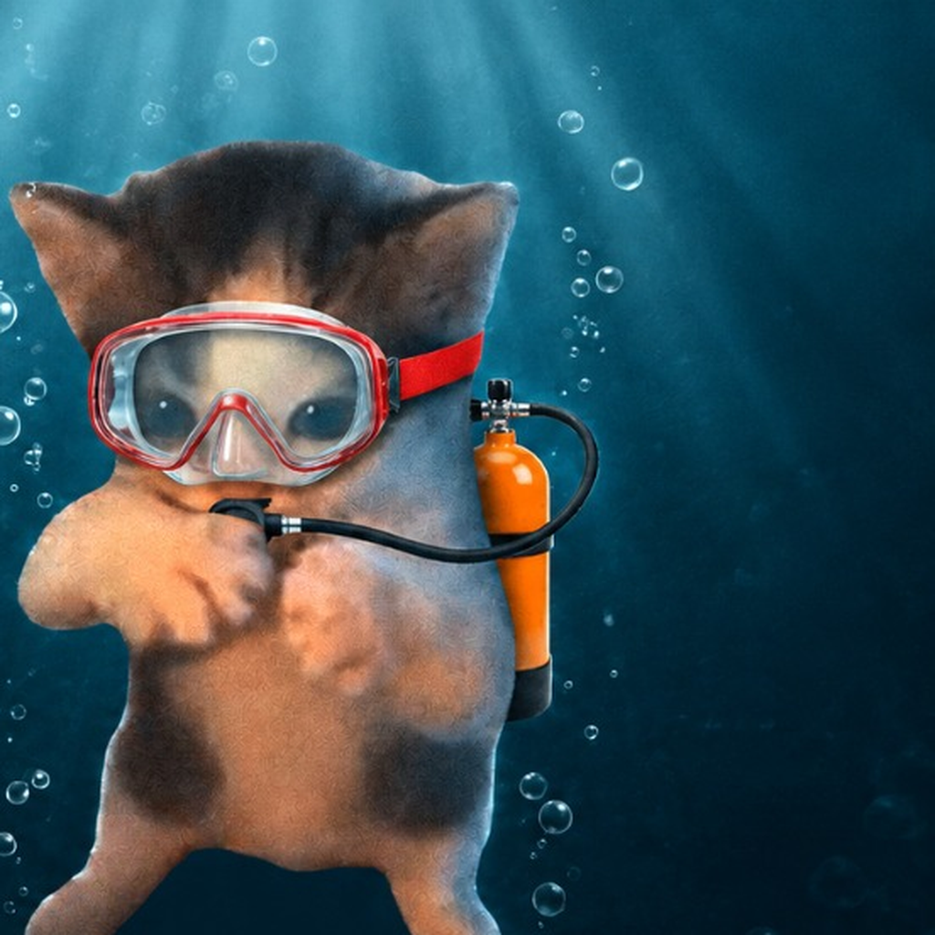 Scooba PFP — the kitten in a scuba mask